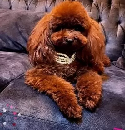 Kızıl Kürk Dokulu Kore Teacup Poodle Yavruları