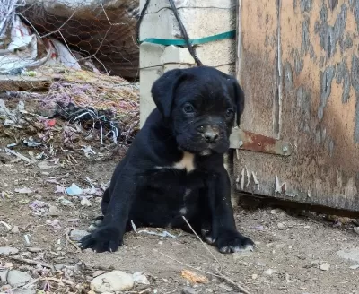 Dolgun Ve Saglam Cane Corso Yavruları