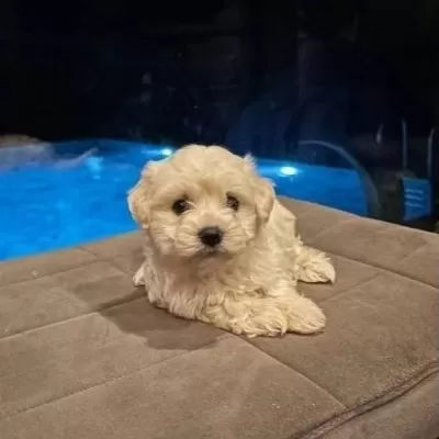 Bembeyaz Kore Kan Maltese Terrier Mini Boy Yavru