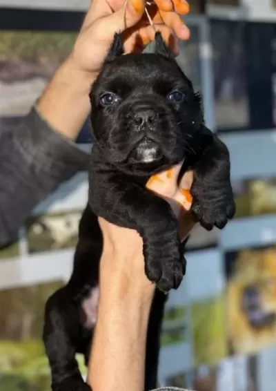 Cane Carso Yavrular Sağlık Ve Irk Garantili