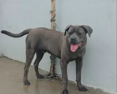 Eğitimli Cane Corso Blue