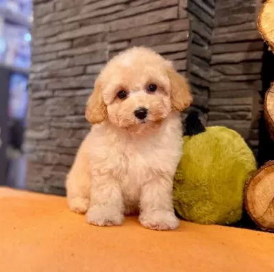 Maltipoo Apricot Yavrularımız