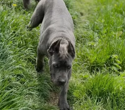 Heybetli Ve Sportif Cane Corso Gencleri