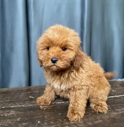 Mini Boy Maltipoo Oglumuz