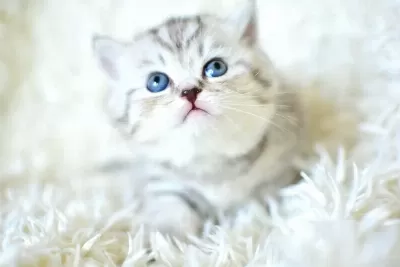Kalite Silver British Shorthair