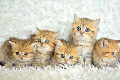 Show Clas Golden British Shorthair