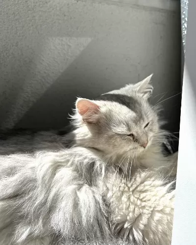Acil Yuva Arayan Sevgi Dolu Kedi