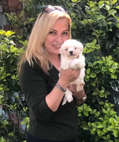 Pamuk Gibi Maltese Terrier Yavrularımız