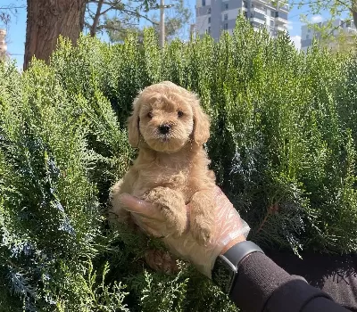 Emsalsiz Oyuncak Surat Maltipoo Bebeklerimiz
