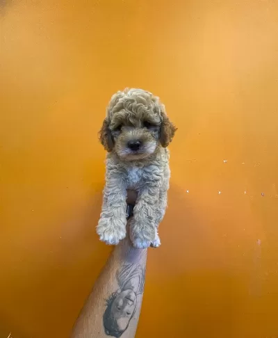 Cok Ozel Toy Poodle Bebeklerimiz