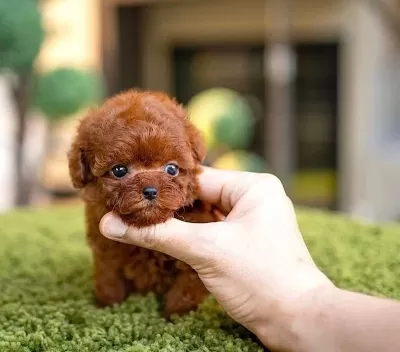 Irkın En Kucuk Boyutuna Sahip Poodle Bebekler