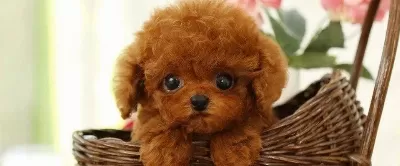 Daha Guzeli Yok Tea Cup Poodle Bebeklerimiz