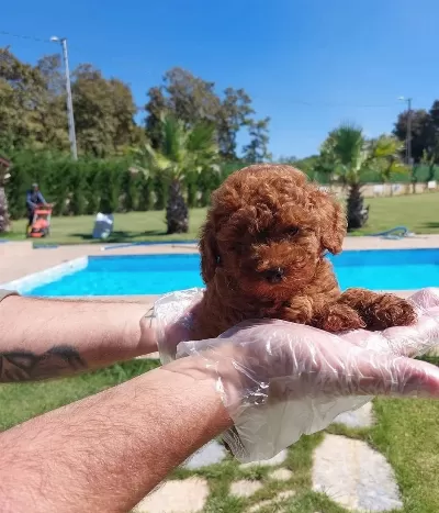Red Brown Toy Poodle Yavruları Istanbul