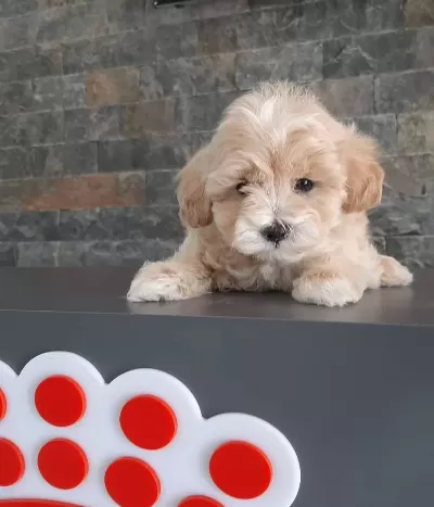 Orjinal F1 Maltipoo Yavrularımız