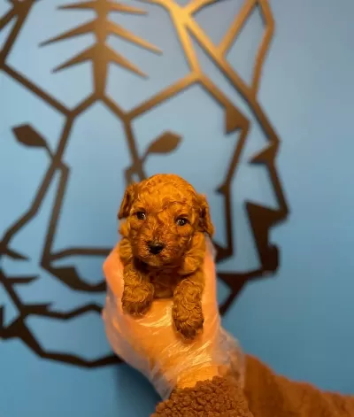 Tea Cup Red Poodle Yavrularımız
