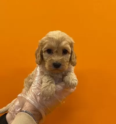 Irk Ve Sağlık Garantili Maltipoo Yavrularımız