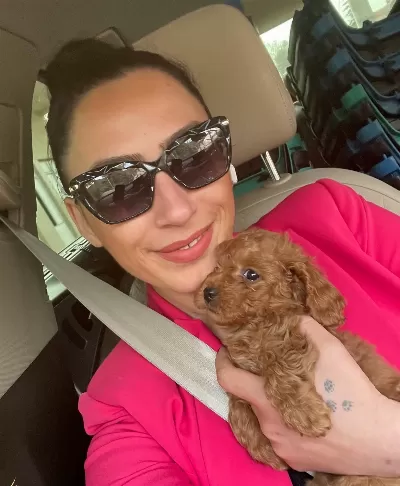 Toy Poddle Ev Uretimi Yavrum Sağlık Ve Irk Garantilidir