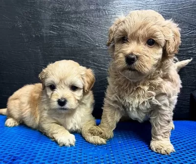 F 1maltipoo Bebeklerimiz
