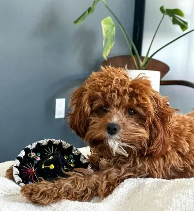 Muhteşem Cavapoo Yavruları