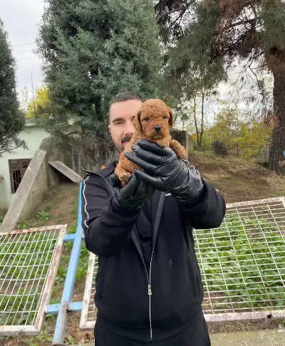 Gerçek Red Toy Poodle Yavrularımız