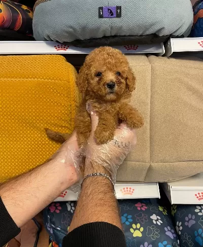 Red Orjinal Toy Poodle Yavrularımız