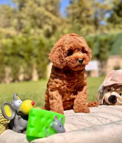 Red Brown Toy Poodle Yavruları
