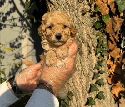 Apricot Cok Ozel Toy Poodle Bebeklerimiz