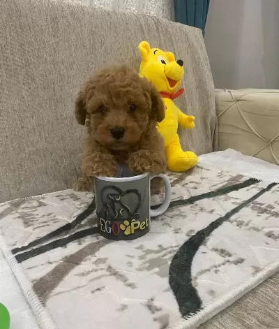 Sevimli Toy Bebeklerimiz