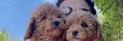 Muhteşem Toy Poodle Yavrularım