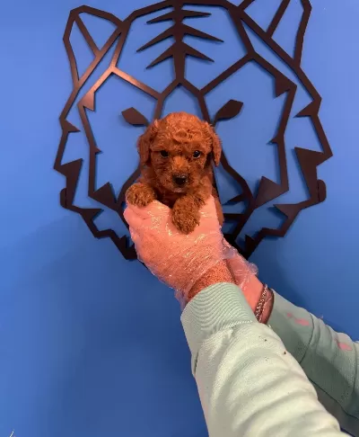 Red Browne Toy Poodle Yavruları