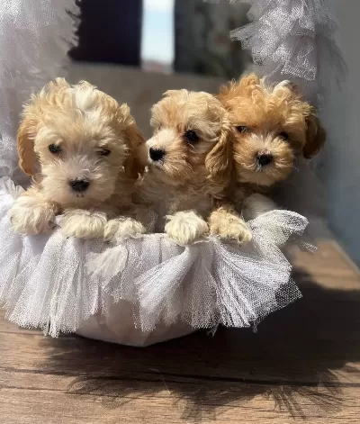 Bebek Yüz Maltipo Yavrularımız