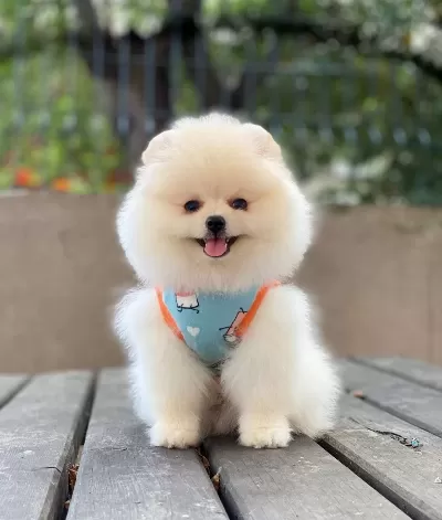 Teddy Bear Suratlı Pomeranian Boo Yavrusu