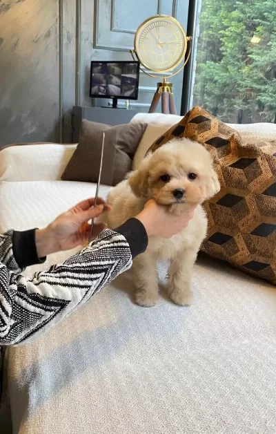 Zekasıyla Buyuleyen Hipoalerjenik 3 Aylık Maltipoo Yavrusu