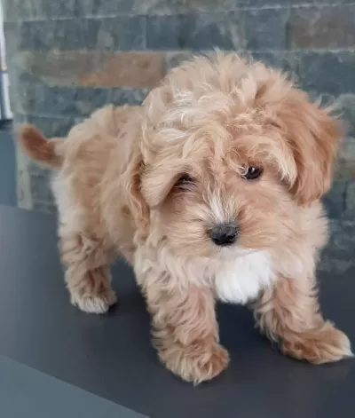 Akıllı Ve tüy Dokmeyen Maltipoo Yavru