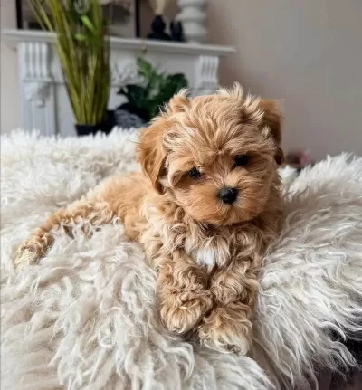 Hem Oyuncu Hem Akıllı Eğitimli Maltipoo Yavrular