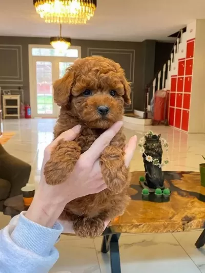 Tarcın Sekeri Toy Poodle