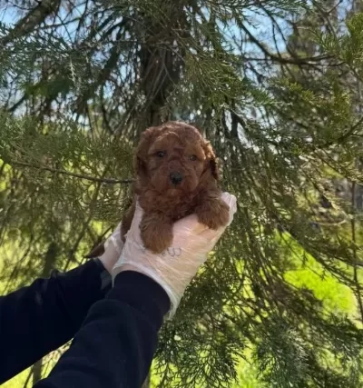 Irk Ve Sağlık Garantili Poodle Yavrularımız