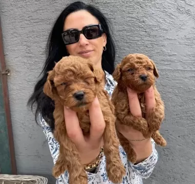Ped Disiplini Kazanmıs Koyu Kızıl Toy Poodle Yavrularım