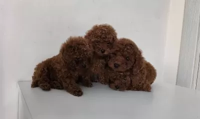 Pofuduk Sans Iki Kilo Kalacak Poodle Yumakları