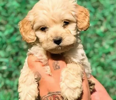 Antialerjik Maltipoo Yavruları