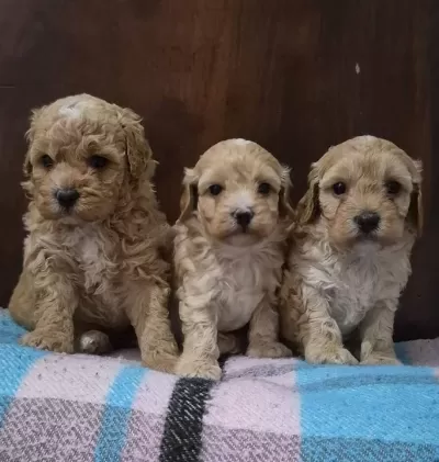 A Kalite Maltipoo Bebekler