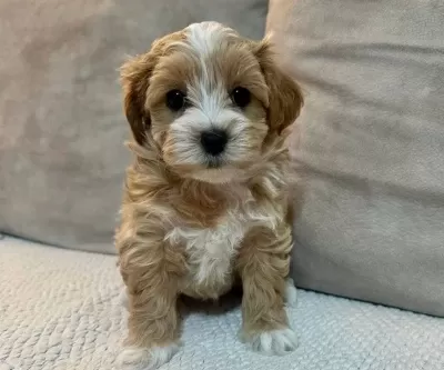 Maltipoo Cinsi Yavrular