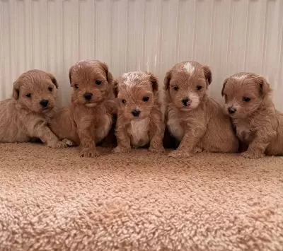 Teacup Boy Ev Dogumlu Maltipoo Bebekler