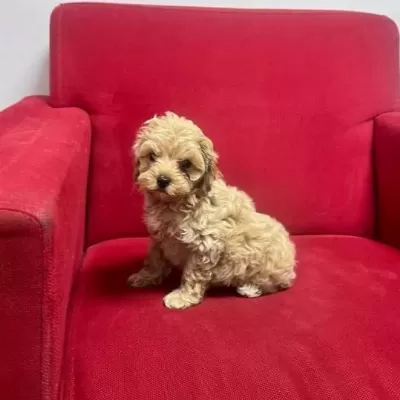 Hekim Kontrollu Maltipoo Yavrumuz