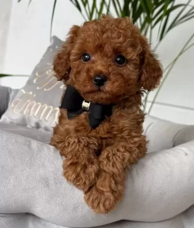 Kıvırcık Kurklu Poodle