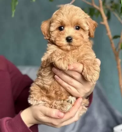 tüy Dokmeyen Kıvırcık Maltipoo Yavruları