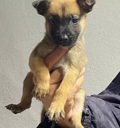 Siyah Maskeli Malinois Bebekler