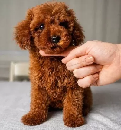 Red Brown Orjinal Toy Poodle Yavrular