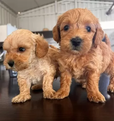 Pamuk Seker Buyumeyen Teacup Maltipoo Yavrularım