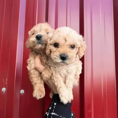 Buyumuycek Maltipoo Yavrularım
